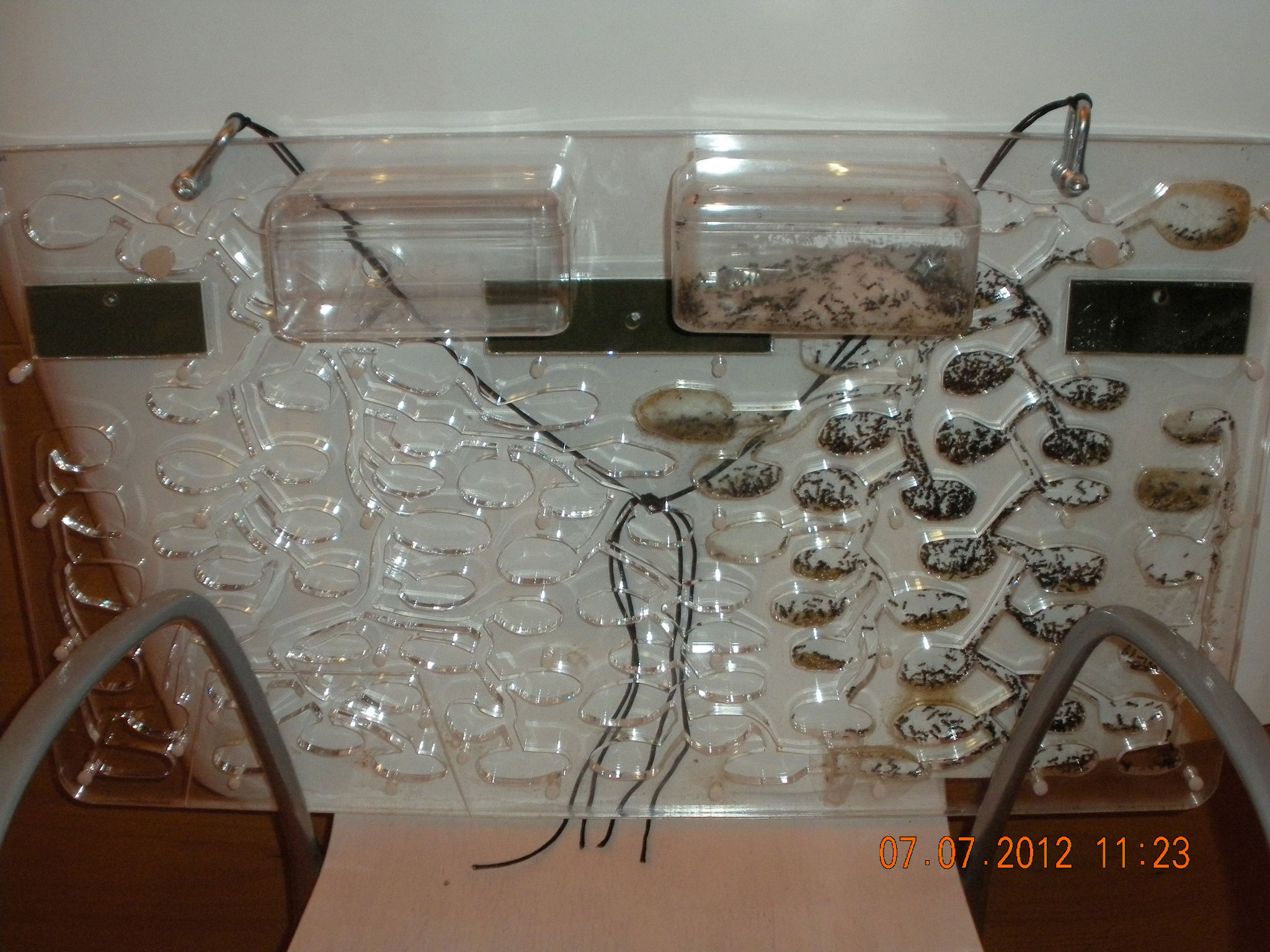 Taxomara 2012 054